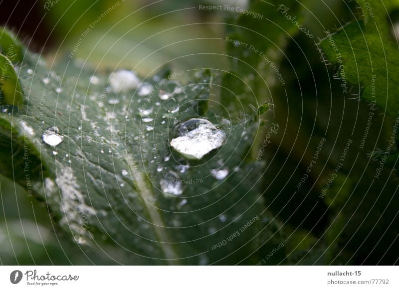 - untitled - Drops of water Leaf Wet Rain Plant Damp Light Hope Desire Round Reflection Green Water Macro (Extreme close-up) Close-up Nature Bright spot Looking