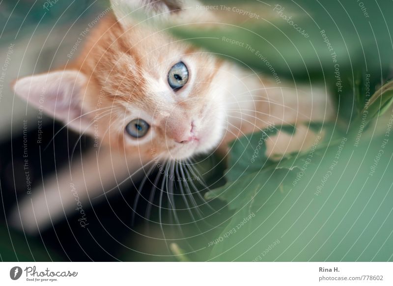 Cats always go Leaf Pet 1 Animal Baby animal Observe Curiosity Cute Colour photo Exterior shot Deserted Shallow depth of field Bird's-eye view Upward