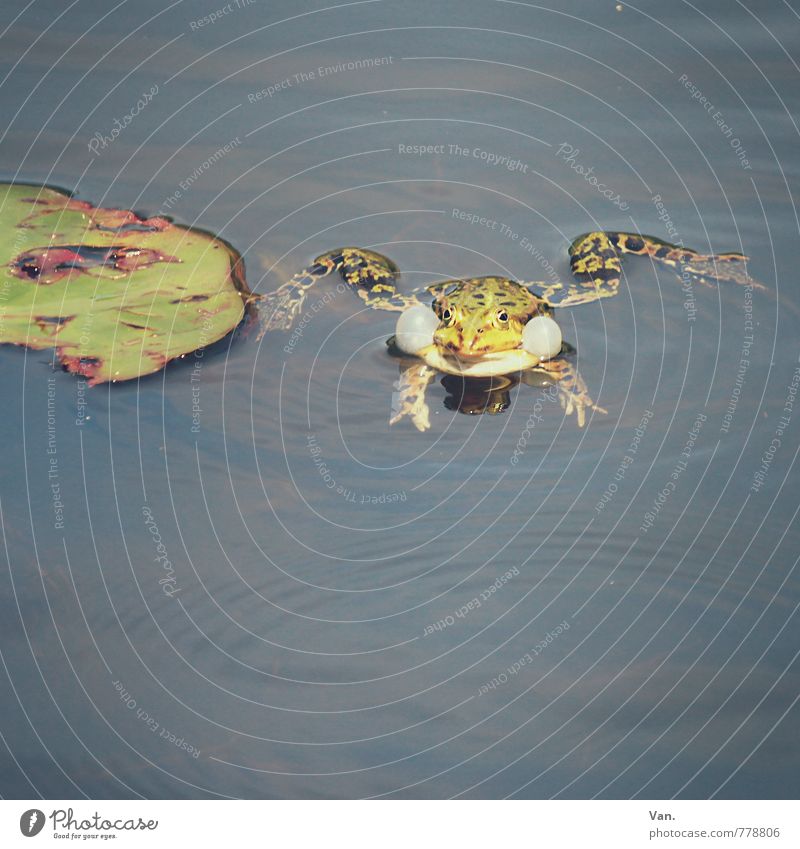 quack Nature Animal Water Summer Plant Leaf Water lily Garden Pond Wild animal Frog 1 Wet Green Quack Colour photo Subdued colour Exterior shot Deserted