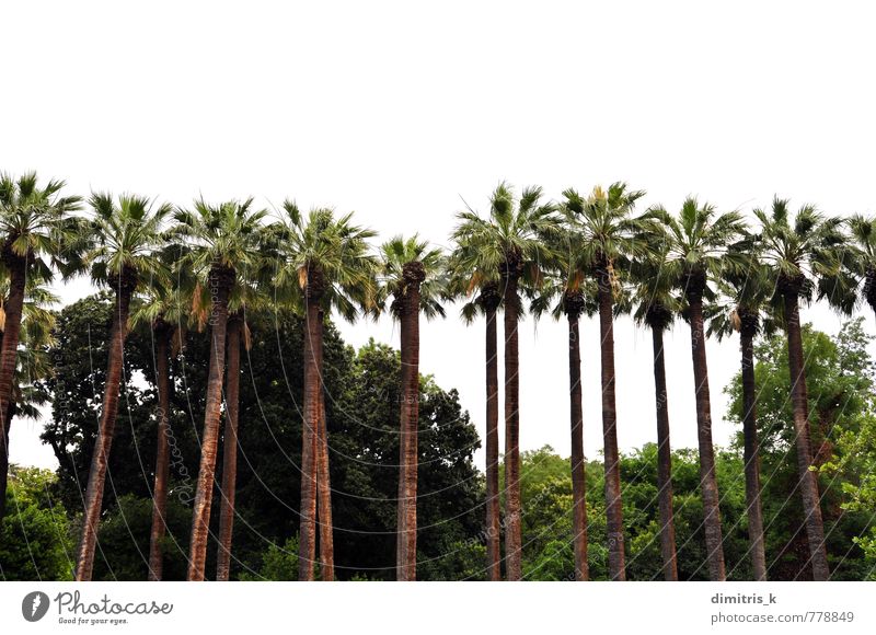 row of palm trees Exotic Nature Landscape Plant Tree Leaf Forest Growth Tall Green White Trunk Accumulation Tropical isolated background Botany branches Rural