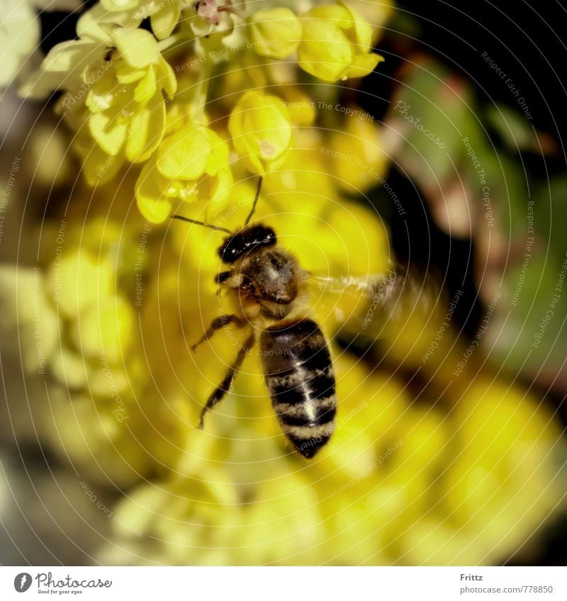 Maya Nature Animal Plant Blossom Wild plant Wild animal Bee apocrita dim apoidea Apiformes Honey bee Apis mellifera 1 Flying Brown Yellow Black yellow blossoms