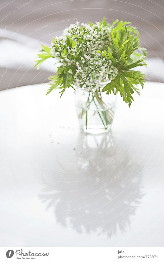 florid Plant Flower Bouquet Vase Esthetic Elegant Beautiful Feminine Soft Colour photo Interior shot Deserted Copy Space bottom Day Light Shadow Reflection