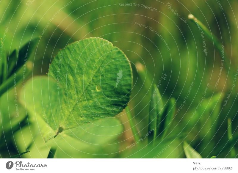 clover² Plant Spring Leaf Clover Garden Meadow Fresh Small Juicy Green Colour photo Exterior shot Close-up Deserted Day Shallow depth of field