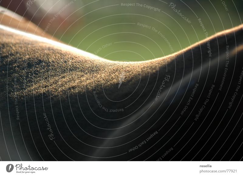 spine landscape Yoke Shoulder Horse Brown Pelt Glittering Animal Spinal column Nut brown Pasture Mammal Back Smoothness short-haired Farm animal Tame