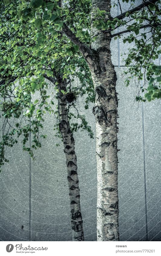 city green Tree Leaf Green Tree trunk Birch tree Birch leaves Concrete Wall (building) Town Concrete wall Colour photo Exterior shot Day