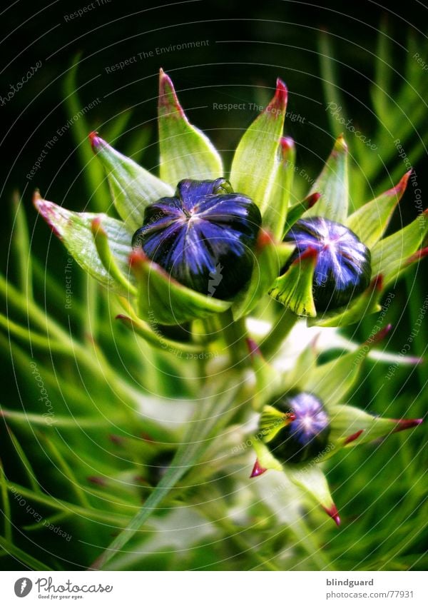 atmosphere of departure Occur Delicate Fragile Multicoloured Blue Violet Broken up Sensitive Beautiful Blossom Green Summer Plant Poetic Mysterious Strange