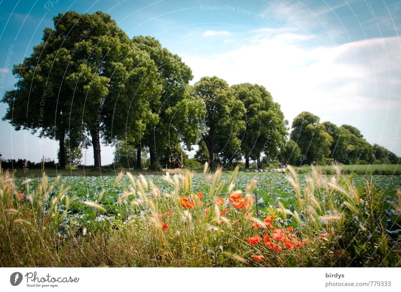 Summer in the Republic Nature Landscape Plant Sky Beautiful weather Grain Poppy Ear of corn Deciduous tree Field Margin of a field Blossoming Fragrance Esthetic