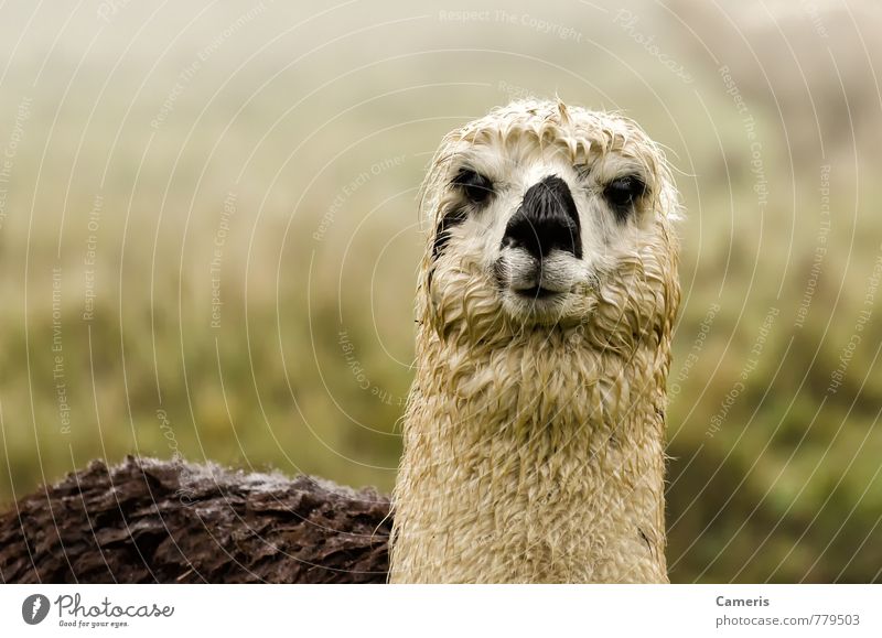 Alpaca Fog Mountain Animal Farm animal Animal face 1 Vacation & Travel Friendliness Funny Curiosity Cute Black White Serene Environment Colour photo