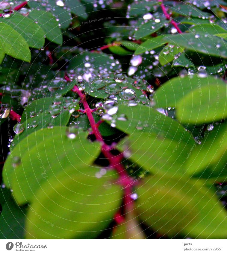 Got wet Wet Leaf Autumn Rain Drops of water jarts