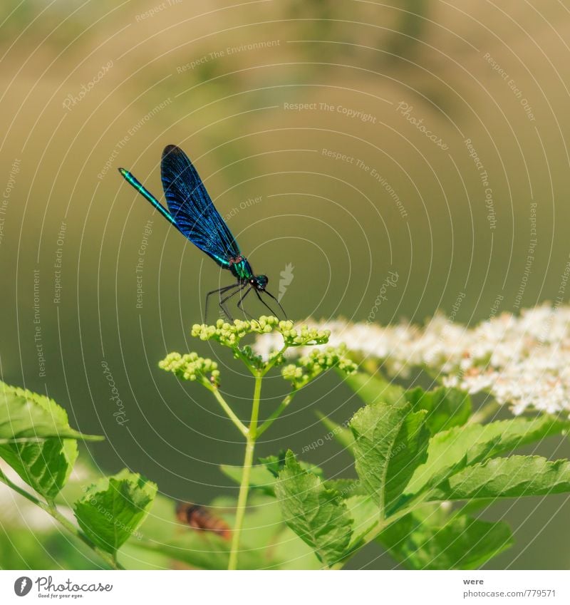 Magnificent Nature Animal Dragonfly 1 Esthetic Blue Bluewing Insect Colour photo Exterior shot Macro (Extreme close-up) Copy Space top Neutral Background