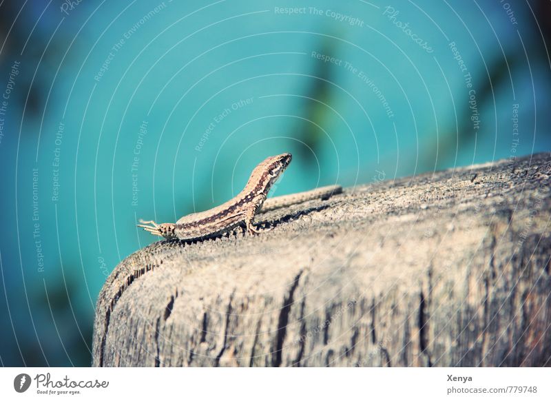 salamanders Animal Wild animal Salamander 1 wood Wait Blue Vacation mood Sunbathing Exterior shot Deserted Copy Space top Day Shallow depth of field