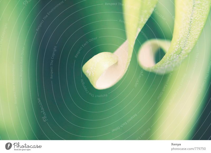 Curly Environment Nature Plant Leaf Foliage plant Green Happiness Rolled Exterior shot Close-up Deserted Copy Space left Day Light Shallow depth of field