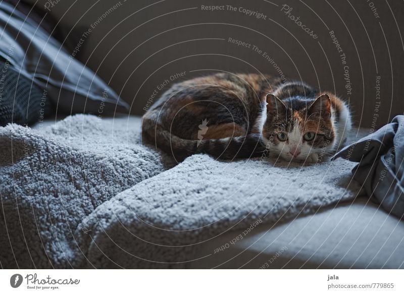 softer Living or residing Flat (apartment) Sofa Animal Pet Cat 1 To enjoy Lie Esthetic Beautiful Colour photo Interior shot Deserted Twilight Light Shadow