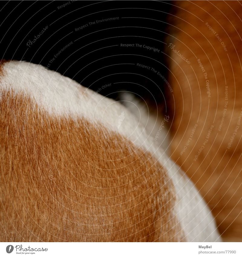 Beagle ² Dog Pelt Brown White Black Square Detail Hair and hairstyles friend Partially visible