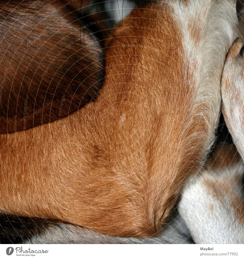 Another piece of Beagle, please! Dog Pelt Brown White Black Paw Whisker Square Detail Hair and hairstyles Ear Legs Feet friend Partially visible