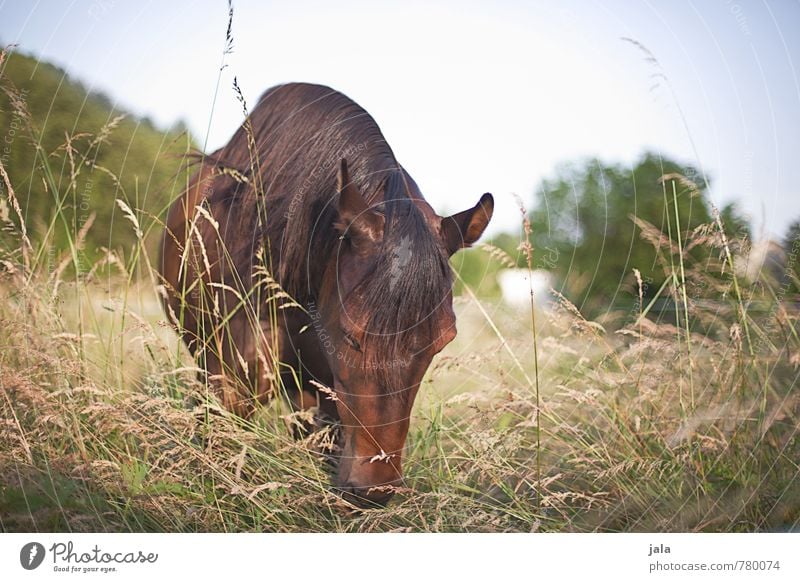 pink Environment Nature Landscape Plant Sky Summer Tree Grass Meadow Animal Farm animal Horse 1 Esthetic Friendliness Colour photo Exterior shot Deserted