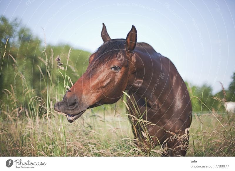 pink Nature Landscape Plant Sky Cloudless sky Summer Beautiful weather Tree Grass Bushes Meadow Animal Farm animal Horse 1 Esthetic Colour photo Exterior shot