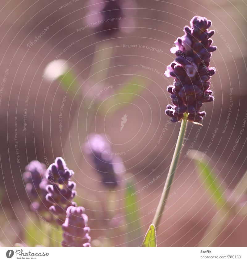 Morning scent of lavender flower lavender blossom Lavender lavender scent flowering lavender Fragrance Mood lighting June Flare Illuminating Romance atmospheric