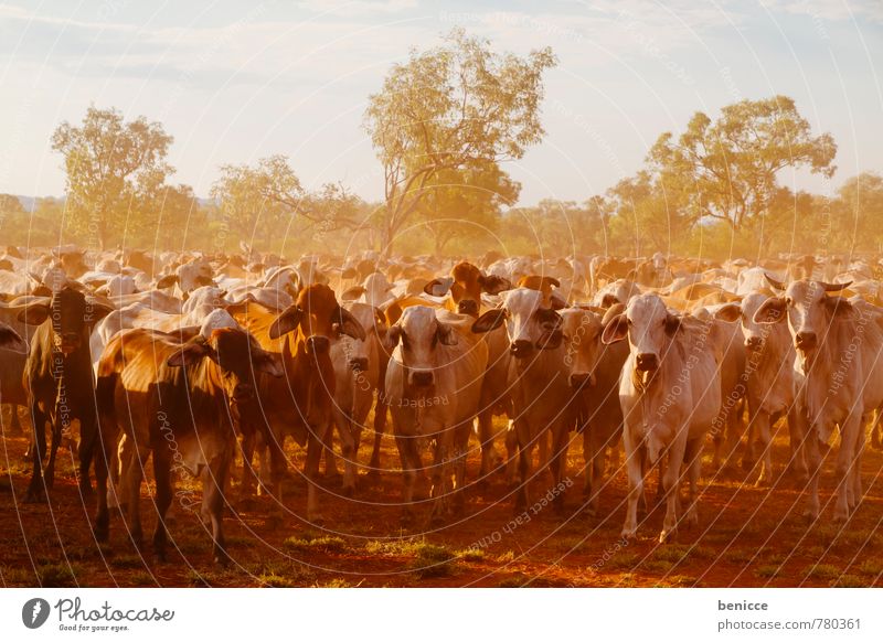 cattle Australia Cow Farm Cattle Exterior shot bush Western Australia Tree Day Sun Sunbeam Back-light Many Meat