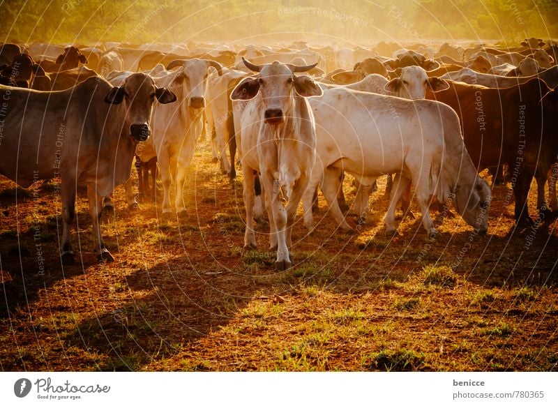 cattle Australia Cow Farm Cattle Exterior shot bush Western Australia Tree Day Sun Sunbeam Back-light Many Meat Looking