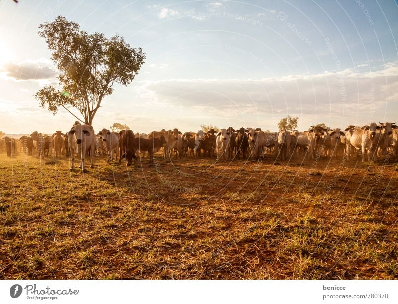 cattle Australia Cow Farm Large-scale holdings Cattle Exterior shot bush Western Australia Tree Day Sun Sunbeam Back-light Many Meat