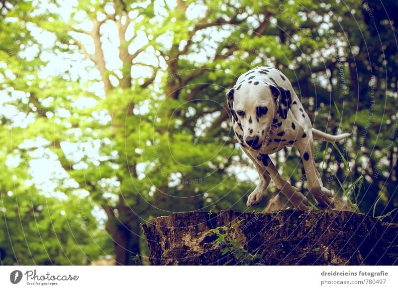 Dalmatians on the go Nature Sun Sunrise Sunset Sunlight Spring Summer Beautiful weather Tree Bushes Foliage plant Garden Park Forest Animal Pet Dog 1 Blossoming