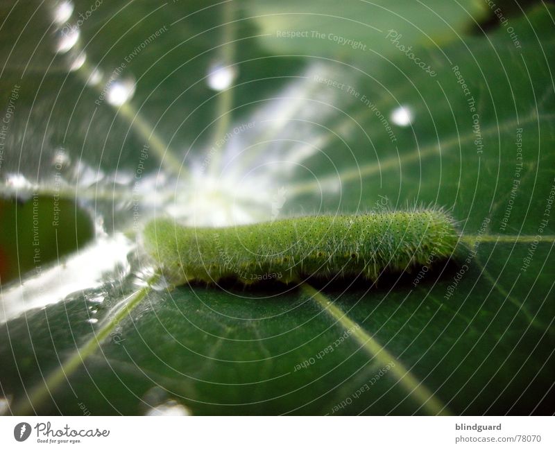 The little caterpillar Nimmersatt Leaf Swimming pool Vessel Green Photosynthesis Fresh Reflection Caterpillar Water Drops of water drop Rain Line lines