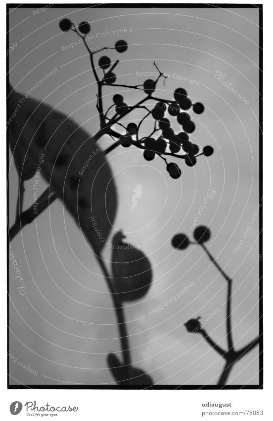 o. T. Elder Autumn Light Gray Plant Blossom Leaf Black & white photo