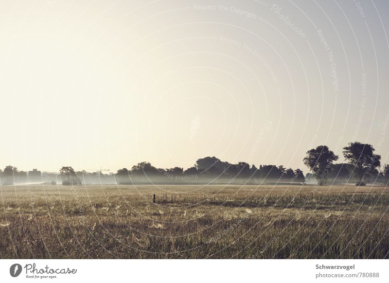 morning glory Environment Nature Landscape Plant Cloudless sky Sun Sunlight Beautiful weather Fog Tree Grass Field Natural Blue Yellow Gold Green Moody