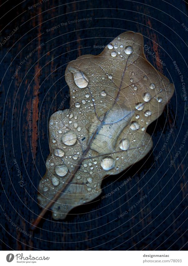 autumn tears Leaf Wood Thread Wet Reflection Dew Black Damp Dark Drop shadow Drops of water Flow Thaw Liquid Grief Autumn Gray Brown Brittle Multiple Grave Lose