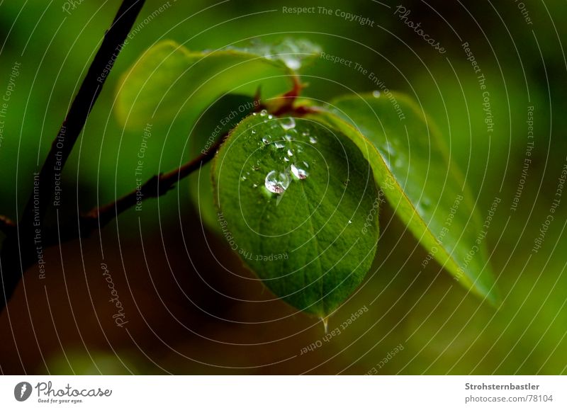 Rain? Flower Wet Green Leaf green Bright green Water Drops of water