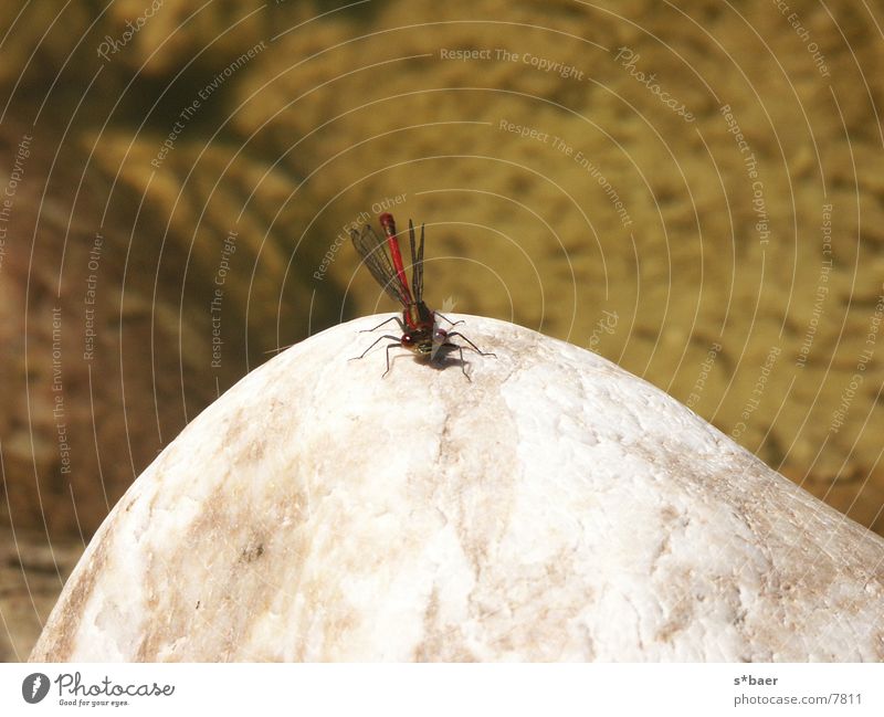 Dragonfly on stone Pond Insect Stone