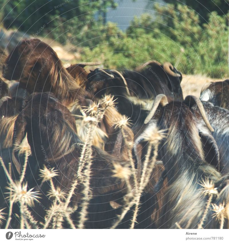 bitch Plant Thistle Animal Pet Farm animal Goats Group of animals Herd To feed Going Hot Dry Brown Contentment Together tolerant Drought Warmth Peaceful