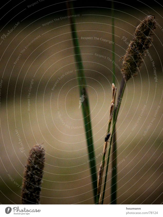 weed Grass Sunset Light brown Summer Green Macro (Extreme close-up) Close-up weak light dim light unsharp sundown