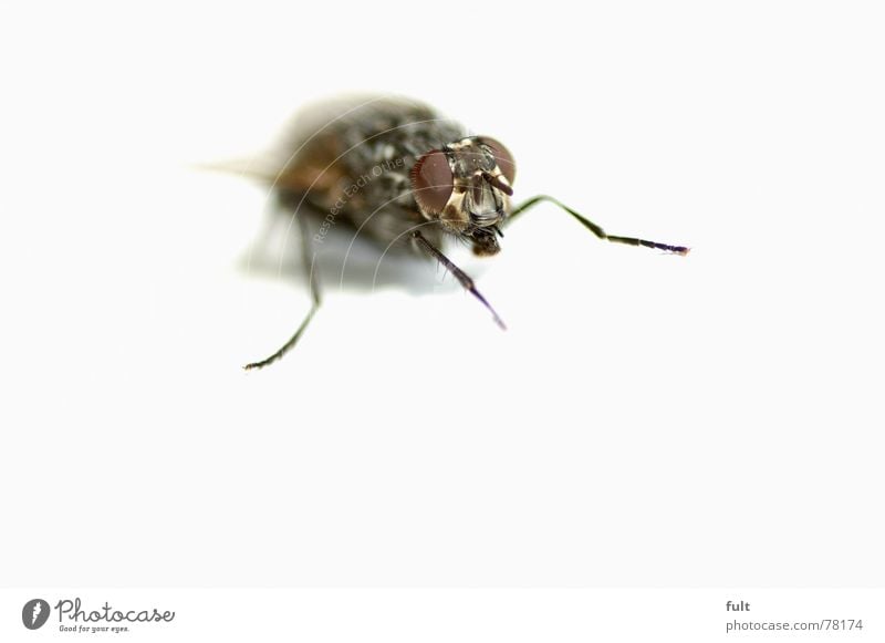 bow tie Insect Animal Fly Bee Macro (Extreme close-up) Nature Legs Sit Wait