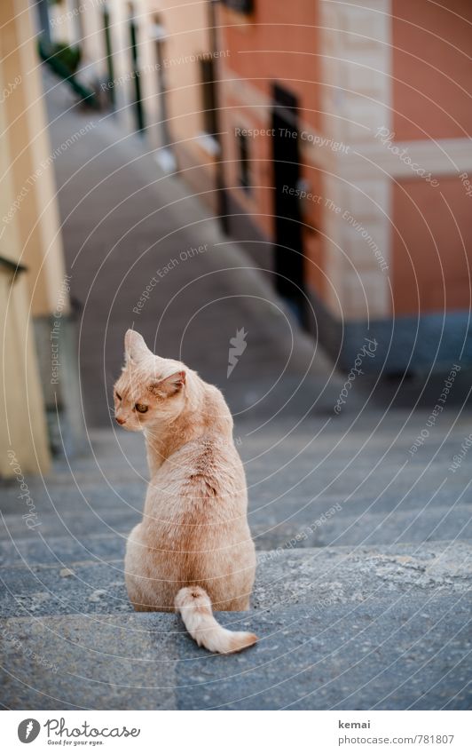 Lil' cat in da hood Italy Liguria Village House (Residential Structure) Stairs Street Animal Pet Cat 1 Looking Sit Beautiful Watchfulness Serene Calm