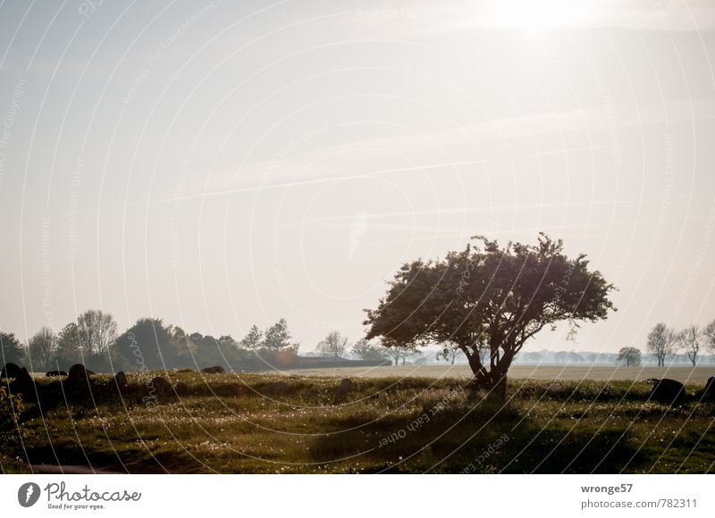 backlight spell Landscape Plant Earth Sky Summer Beautiful weather Tree Bushes Dandelion field Field Brown Back-light megalithic tomb Megalith monument