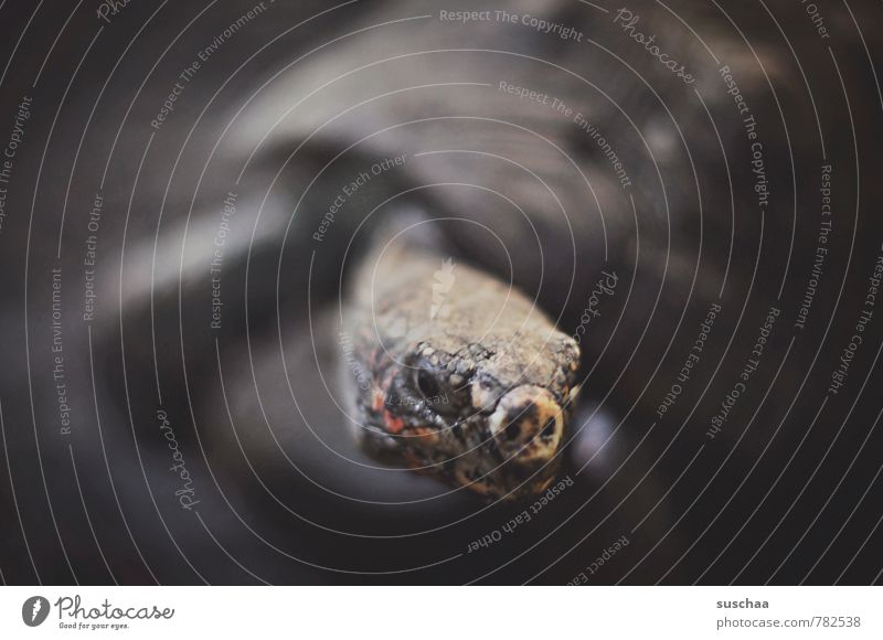 toad Animal Animal face 1 Old Reptiles Tank Turtle Subdued colour Interior shot Copy Space left Copy Space right Copy Space top Neutral Background