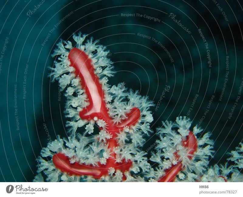 coral Underwater photo Dive Coral Soft coral Red under water coral red close-up Close-up Macro (Extreme close-up)