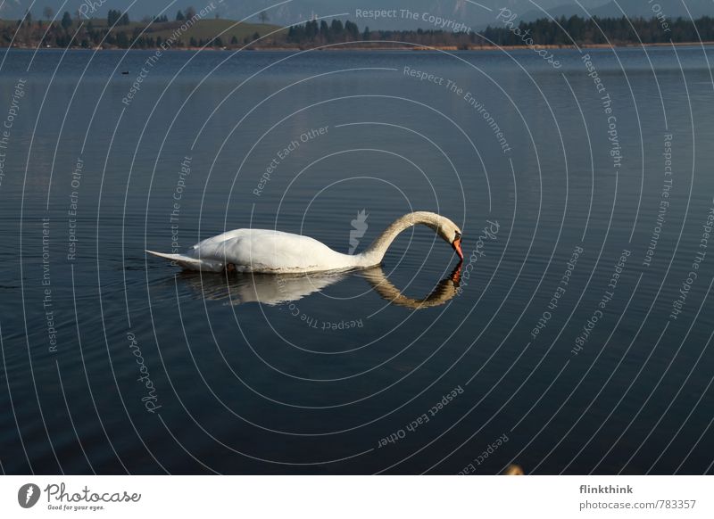 The water kiss Nature Water Spring Summer Lakeside River bank Animal Wild animal Swan 1 Swimming & Bathing Kissing Drinking Sympathy Love Love of animals