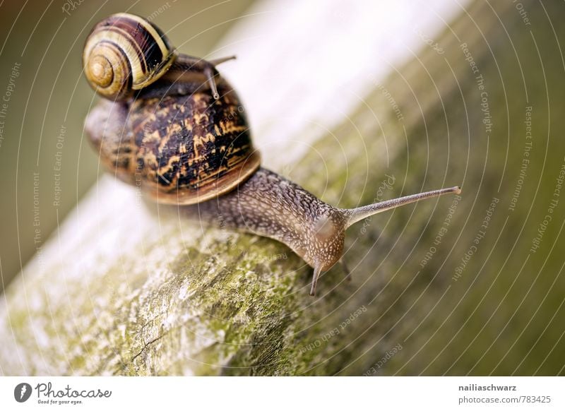 Two snails Garden Nature Animal Grass Park 2 Group of animals Pair of animals Old Crawl Large Small Green Goodness Help Tolerant Comfortable Attachment