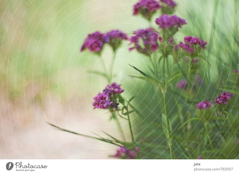 . Environment Nature Plant Flower Grass Blossom Garden Esthetic Beautiful Colour photo Exterior shot Experimental Copy Space left Neutral Background Day