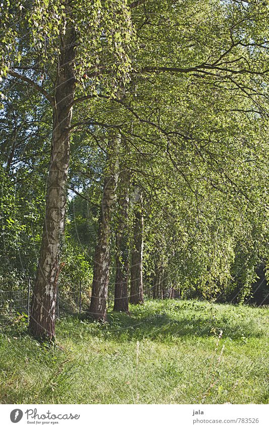 birches Environment Nature Landscape Plant Summer Tree Grass Bushes Foliage plant Wild plant Birch tree Park Natural Colour photo Exterior shot Deserted Day