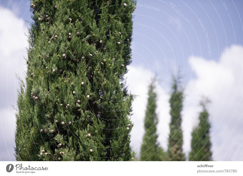 Silvio and the 3 Graces Sky Clouds Beautiful weather Plant Tree Bushes Foliage plant Green Tuscany Group Peer pressure Multiple Group photo 4 Cypress