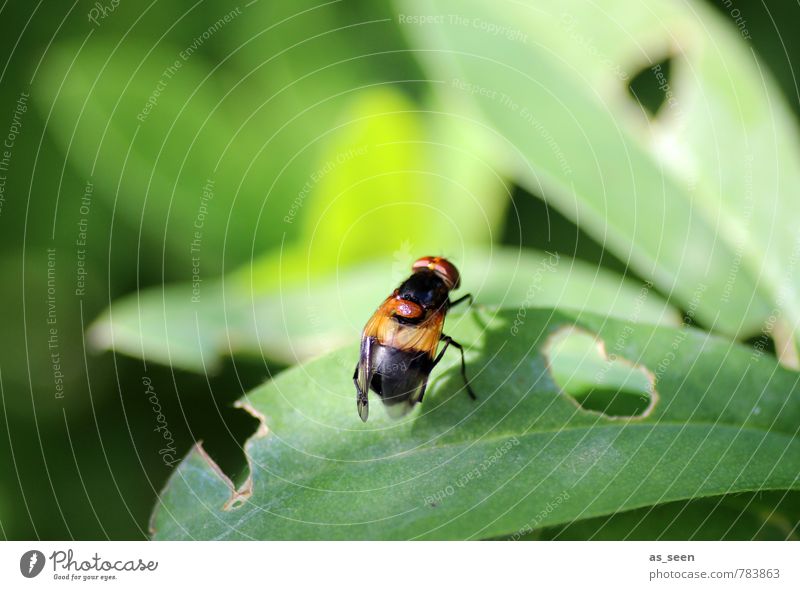 hoverfly Summer Environment Nature Plant Animal Climate Leaf Foliage plant Garden Forest Fly Insect forest hoverfly Hover fly 1 Crawl Simple Natural Brown Green