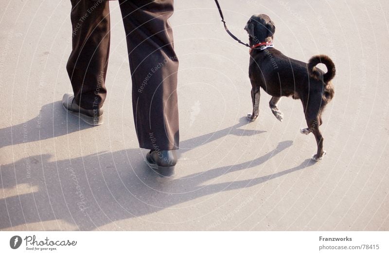 triple tail & curly legs Dog Swagger Going Scurry Tails Small Walk the dog To go for a walk Rope Shadow Legs Elegant Street Lanes & trails