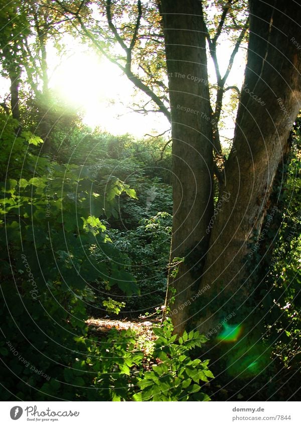 forest Forest Tree Nature Sun kaz