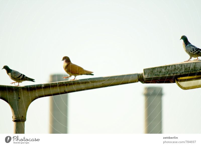 pigeons Lantern Street lighting Town Scene Pigeon City life Bird Chimney Industry Factory Environmental pollution Environmental protection Animal Walking