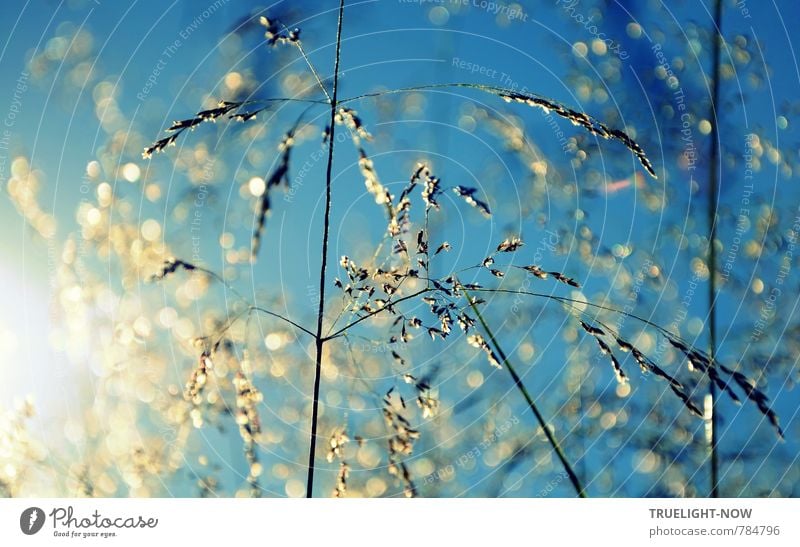 Flowering grasses glow in the evening sun before a cloudless sky Nature Plant Cloudless sky Beautiful weather Grass bleed Wild plant Meadow Emotions Moody luck