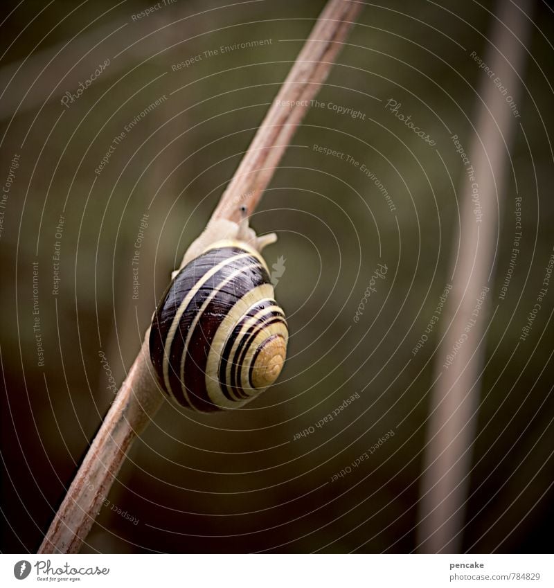 slow-motion Nature Elements Animal Snail 1 Sign Esthetic Slowly Eternity Slow motion Snail shell Branch Damp Crawl Warm colour Dark Spiral Colour photo